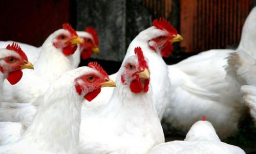 Hochansteckende Vogelgrippe H5N8 weiter auf dem Vormarsch