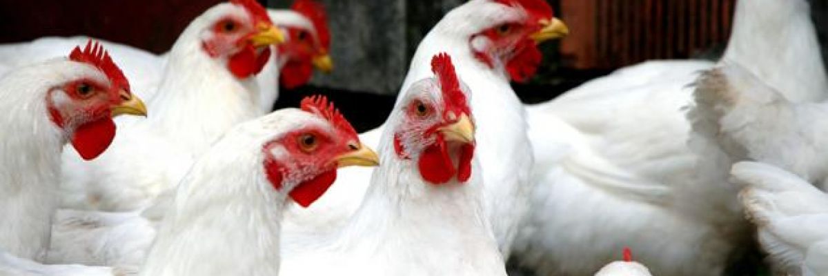 Hochansteckende Vogelgrippe H5N8 weiter auf dem Vormarsch